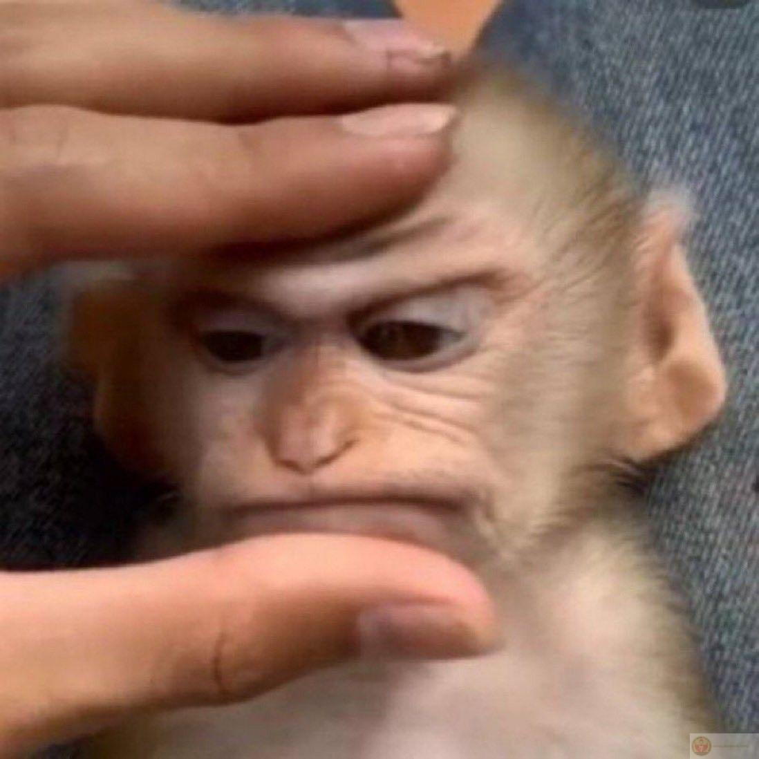 Ảnh chế con khỉ vô tri nhanh chóng trở thành công cụ troll đầy hóm hỉnh