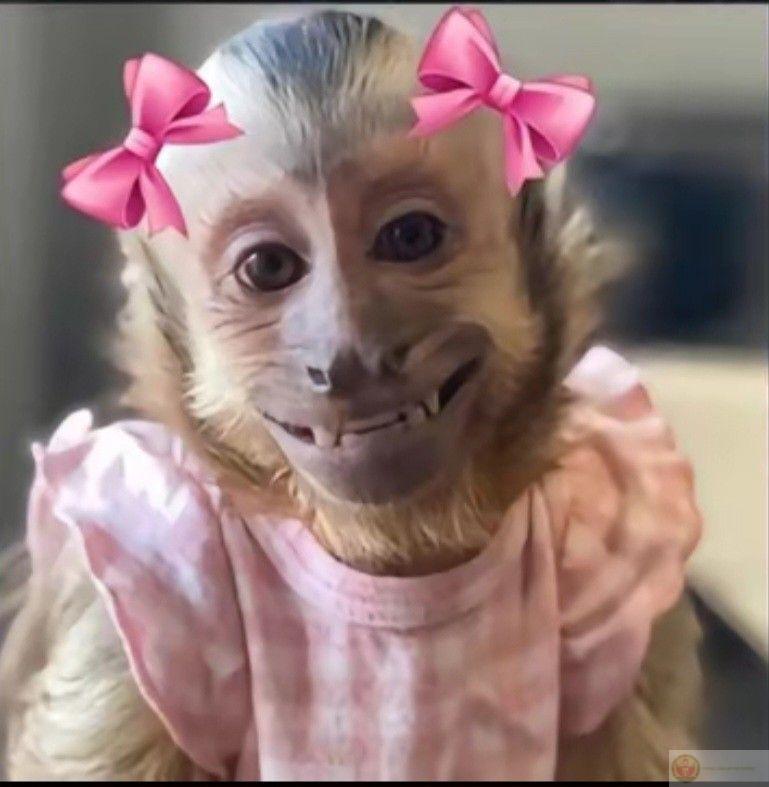 Hình khỉ hài hước với gương mặt bất lực khiến người xem cười lăn ra đất