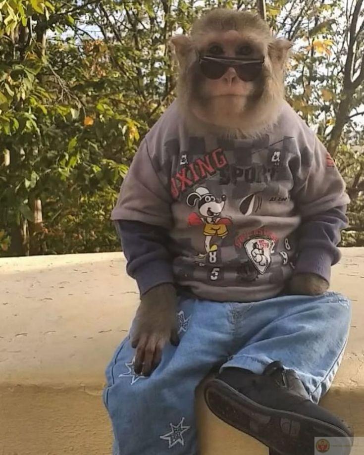 Con khỉ meme hài hước mang lại tiếng cười giải trí cho mọi lứa tuổi trên mạng