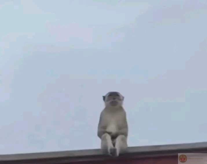 Khỉ meme hài hước xuất hiện nhiều trong các bình luận troll vui vẻ trên mạng