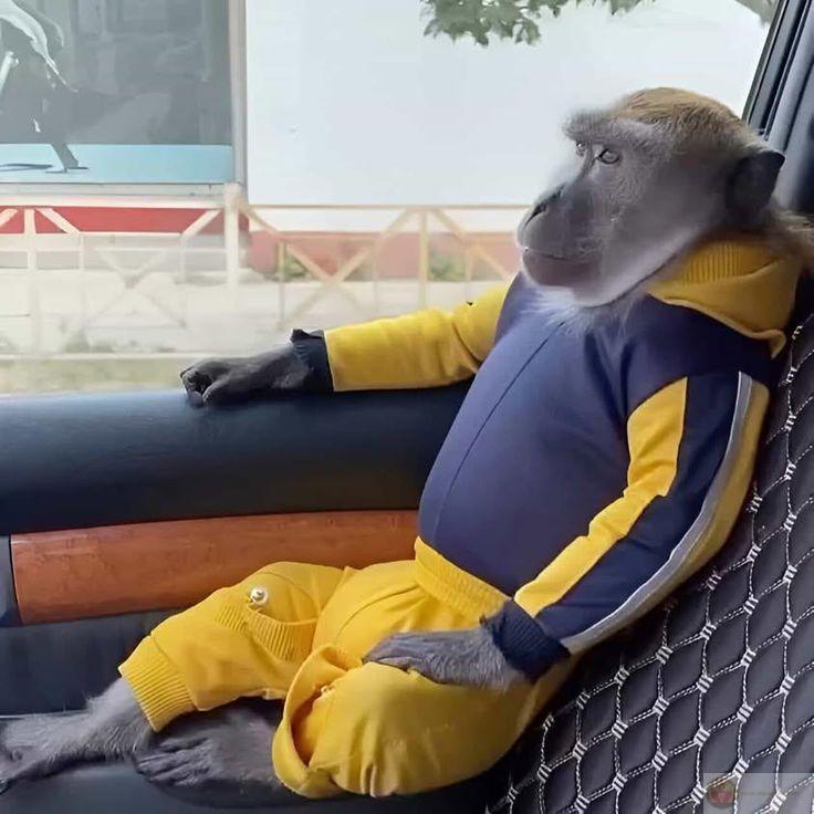 Meme khỉ độc đáo giúp cộng đồng mạng có thêm công cụ troll đầy sáng tạo