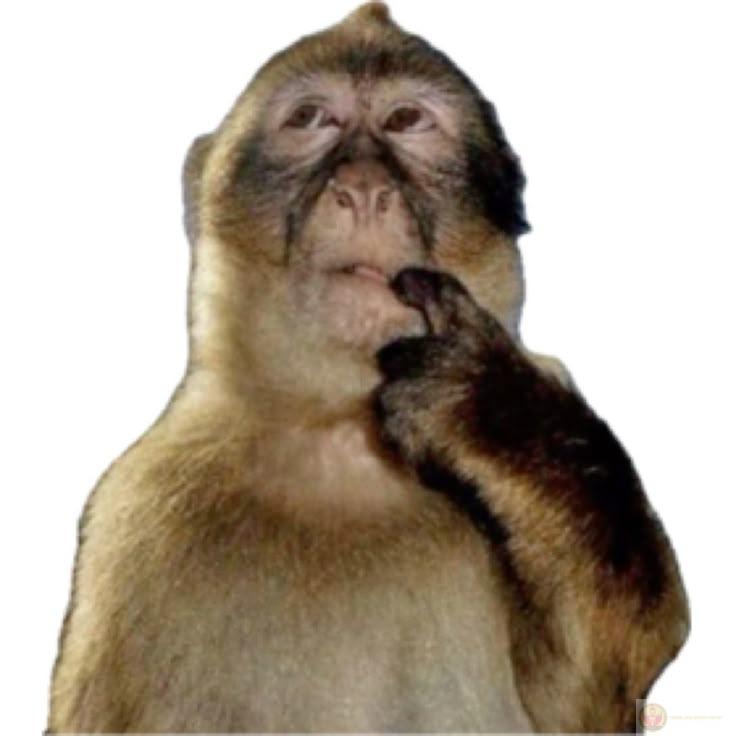 Khám phá 200+ meme khỉ hài hước, não teo cực bựa