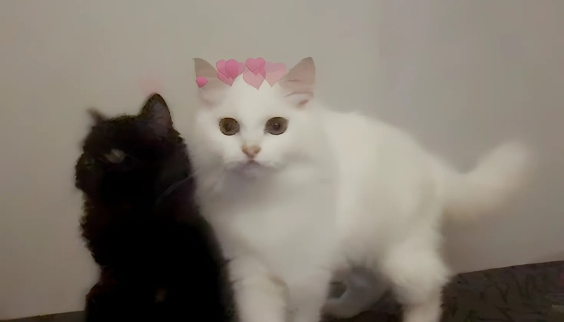 ảnh nền tình yêu thuyền hoa