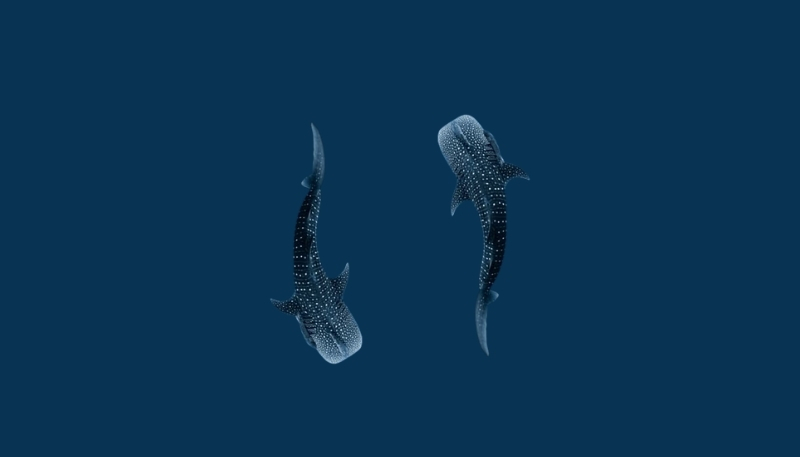 ảnh nền tình yêu hai chú gấu dễ thương