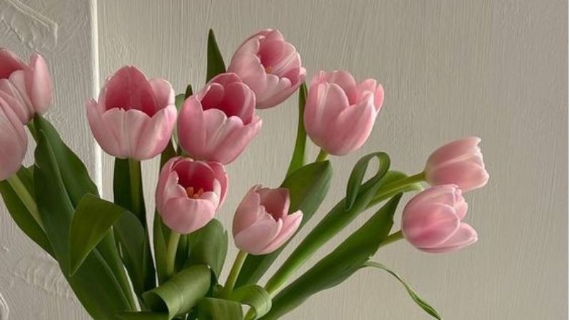 hình nền hoa tulip hồng nữ tính