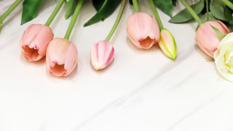 hình nền hoa tulip hồng nữ tính