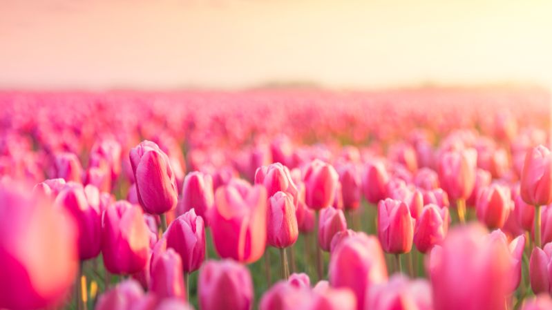 hình nền hoa tulip hồng nữ tính