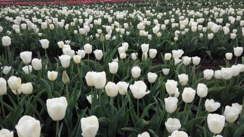 Hình nền hoa tulip chill cho laptop