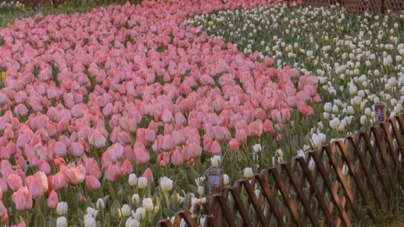 Hình nền hoa tulip chill cho laptop