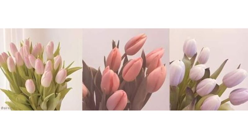 Hình nền hoa tulip chill cho laptop