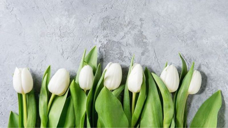 Hình nền hoa tulip chill cho laptop