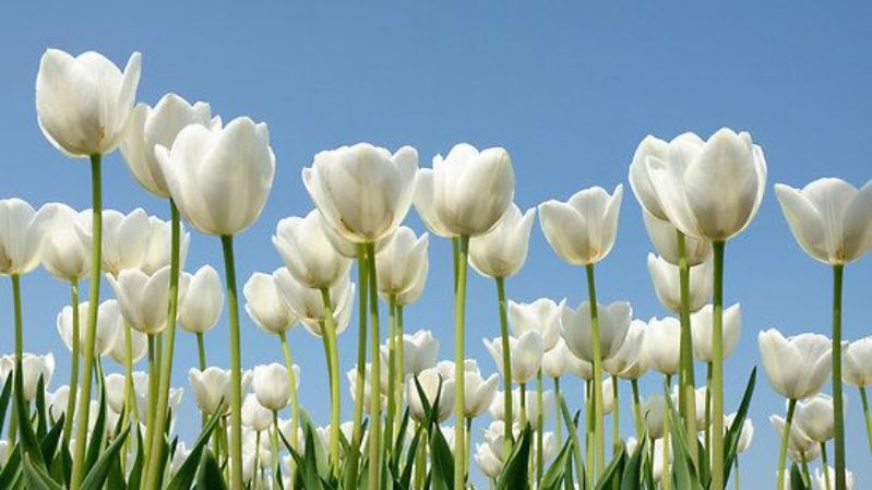 Hình nền hoa tulip chill cho laptop