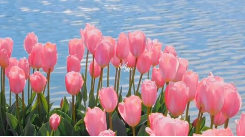 Hình nền hoa tulip chill cho laptop