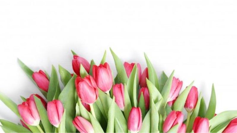 Hình nền hoa tulip chill cho laptop