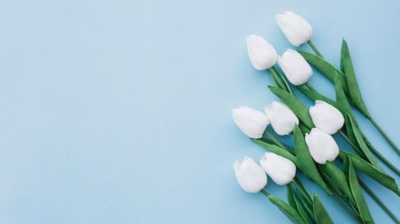 Hình nền hoa tulip chill cho laptop