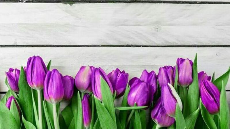 Hình nền hoa tulip chill cho laptop