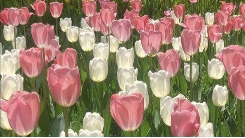 Hình nền hoa hồng tulip