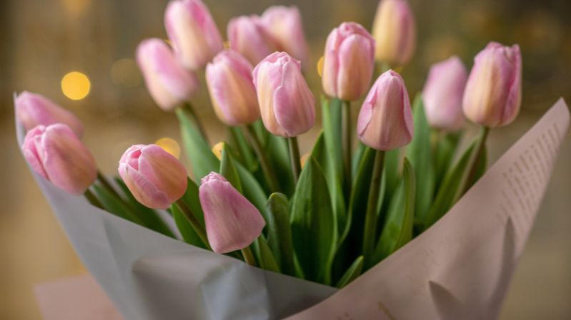 hình nền hoa tulip hồng nữ tính