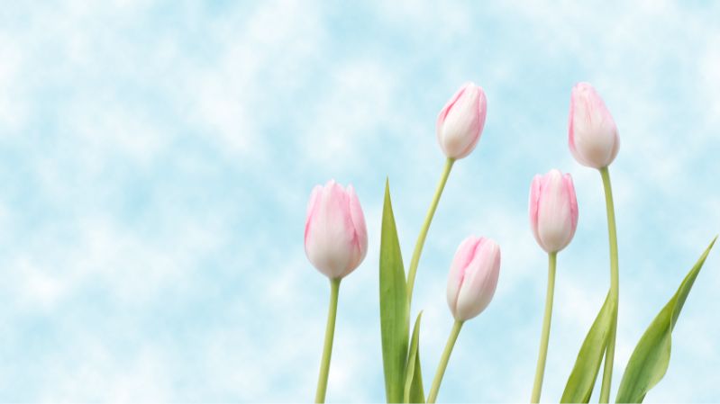 hình nền hoa tulip hồng nữ tính