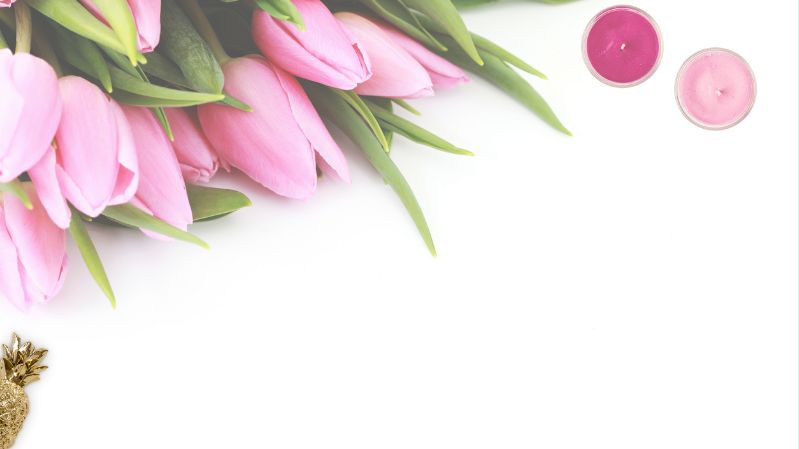 hình nền hoa tulip hồng nữ tính