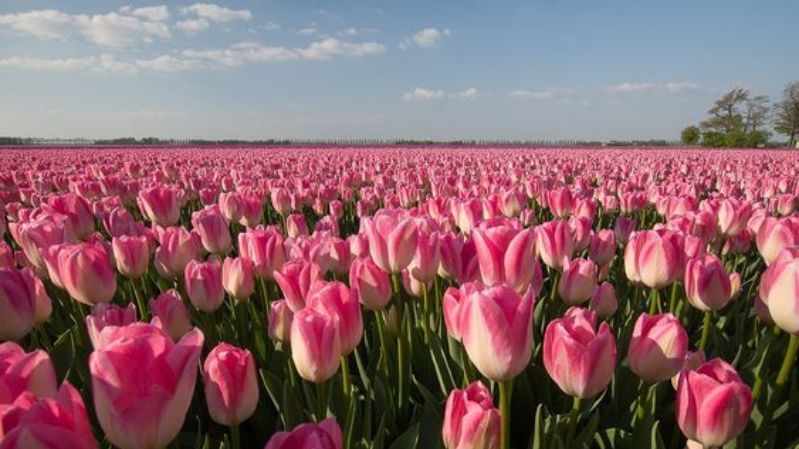 hình nền hoa tulip hồng nữ tính
