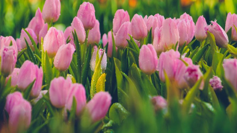 hình nền hoa tulip hồng nữ tính