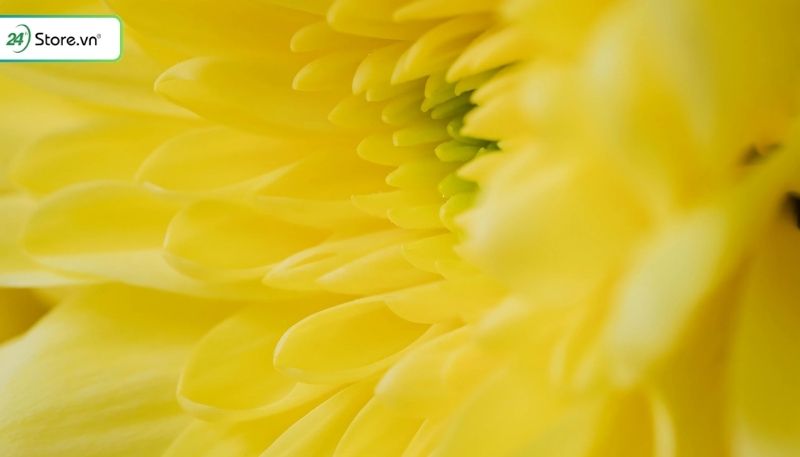 màu vàng có ý nghĩa gì