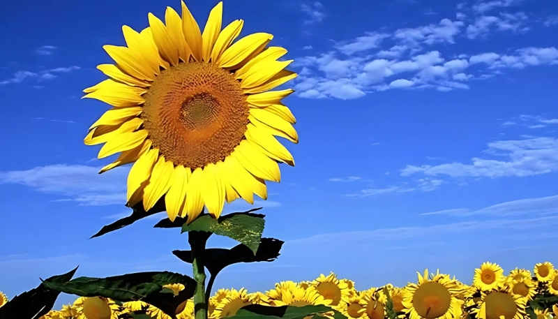 hình nền hoa vàng