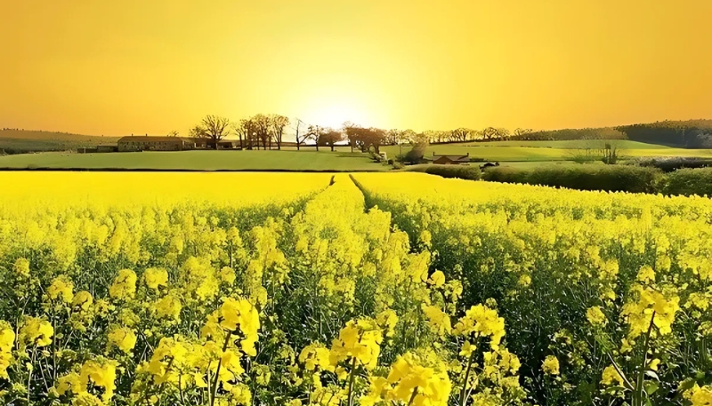 hình nền hoa hướng dương