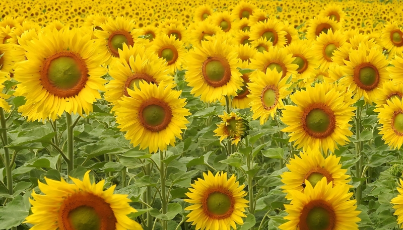 hình nền thiên nhiên màu vàng hoàng hôn