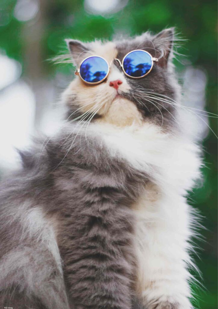 hình nền mèo cute