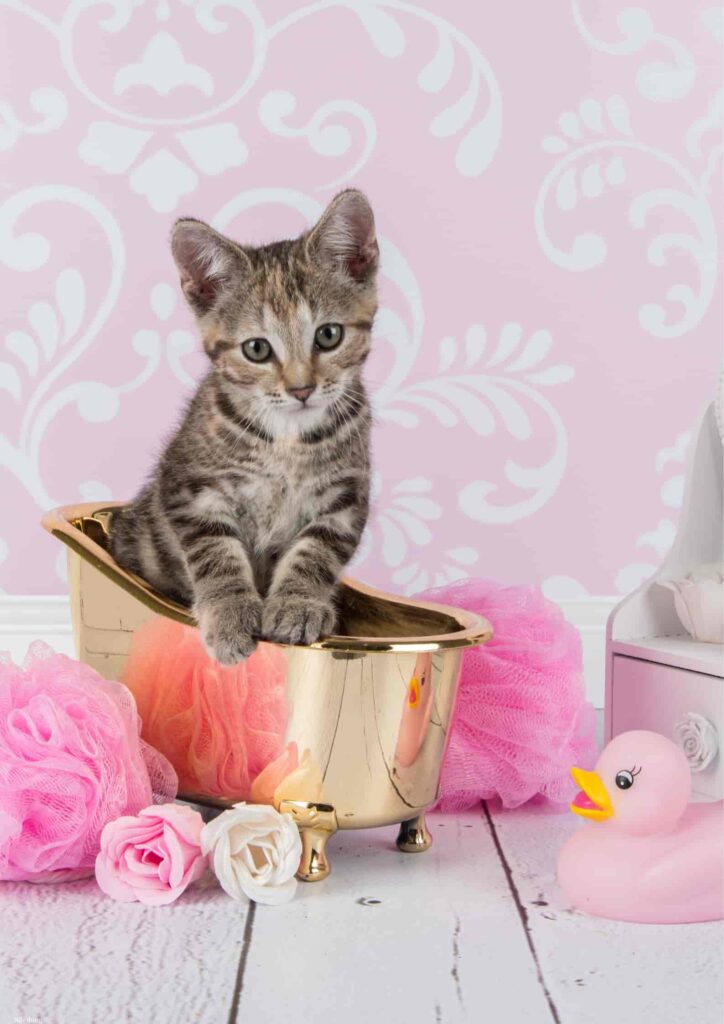 hình ảnh con mèo buồn