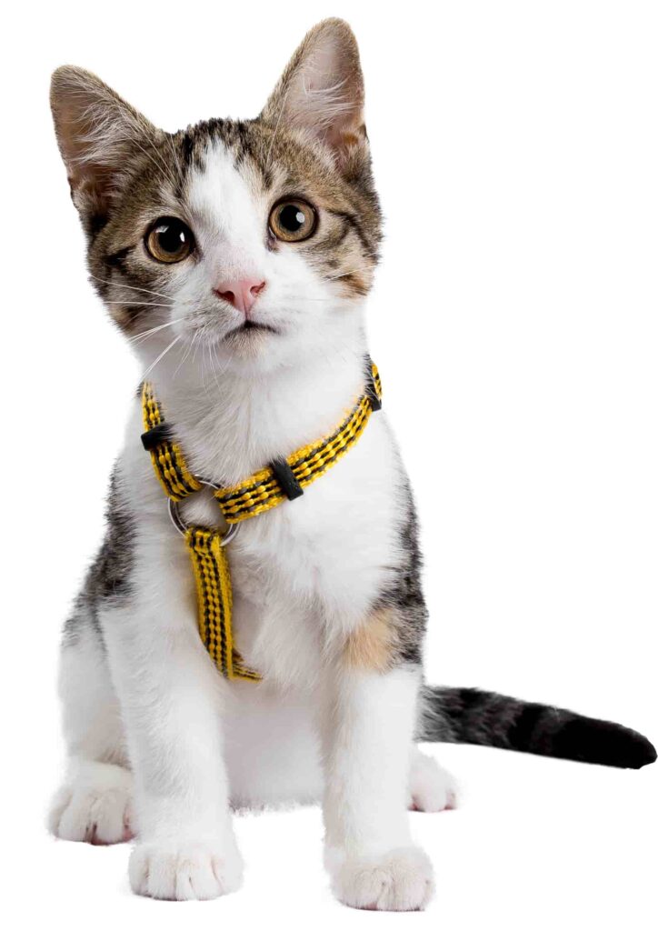 hình nền con mèo