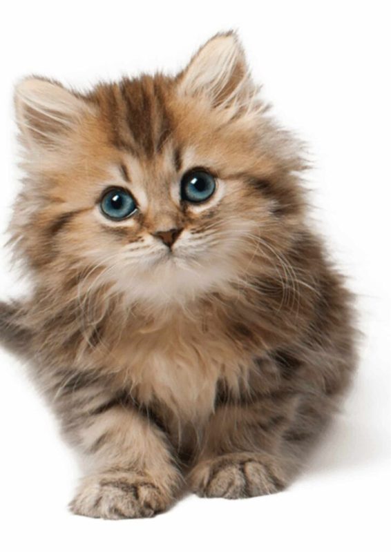 102+ hình ảnh con mèo siêu dễ thương