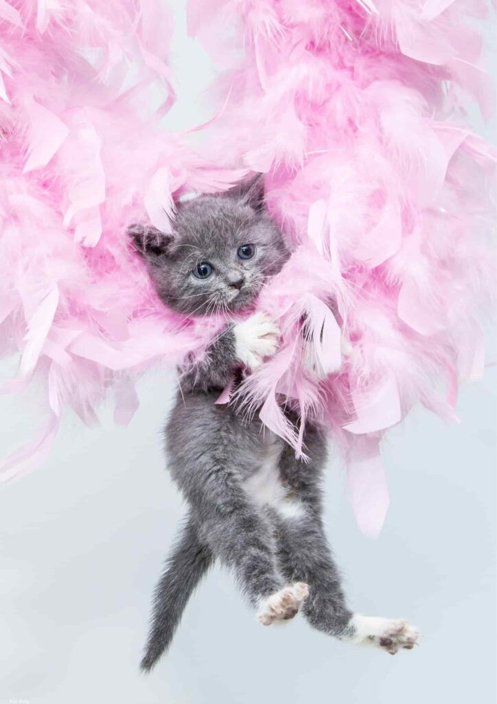 hình mèo hoạt hình