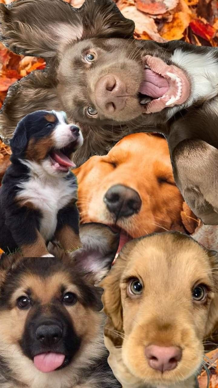 Hình ảnh 12 con giáp tuổi dậu con gà