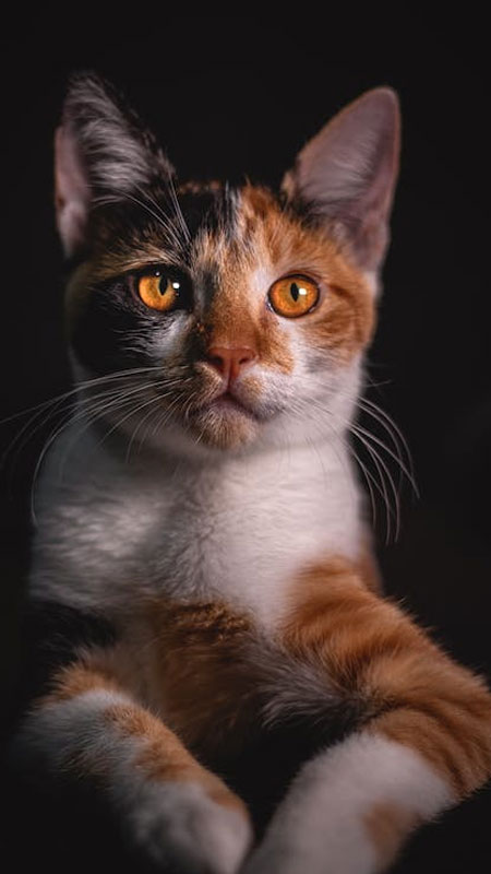 hinh-nen-3d-full-hd-cho-dien-thoai-48