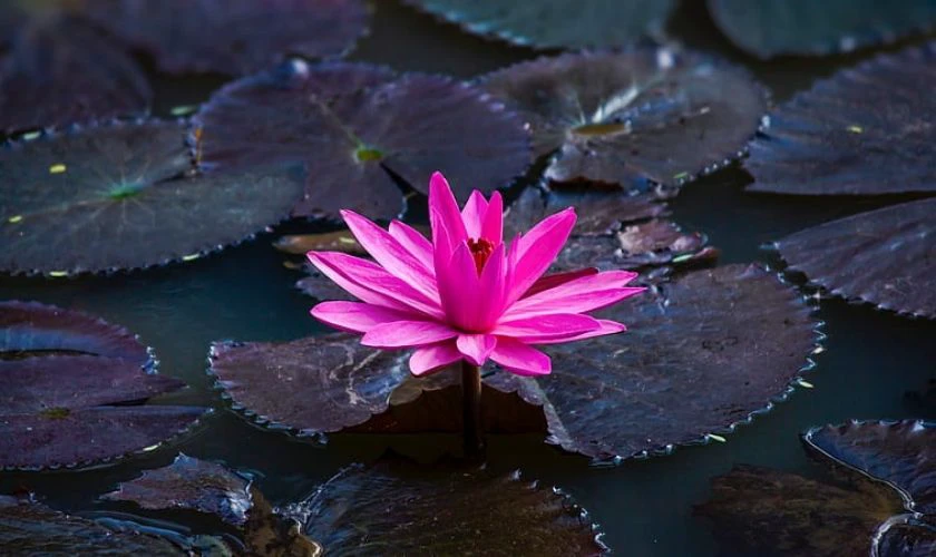 Hình nền buồn hoa sen