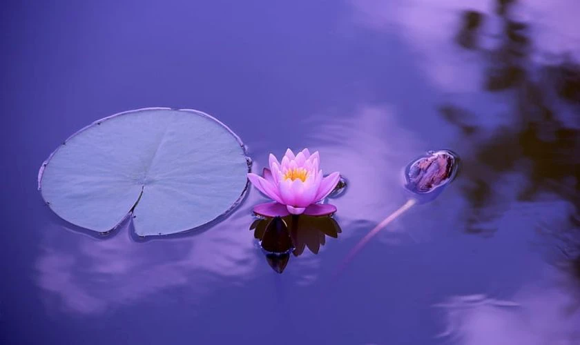 Hình nền buồn hoa sen dưới ao