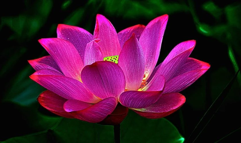 Hình nền buồn hoa sen nở