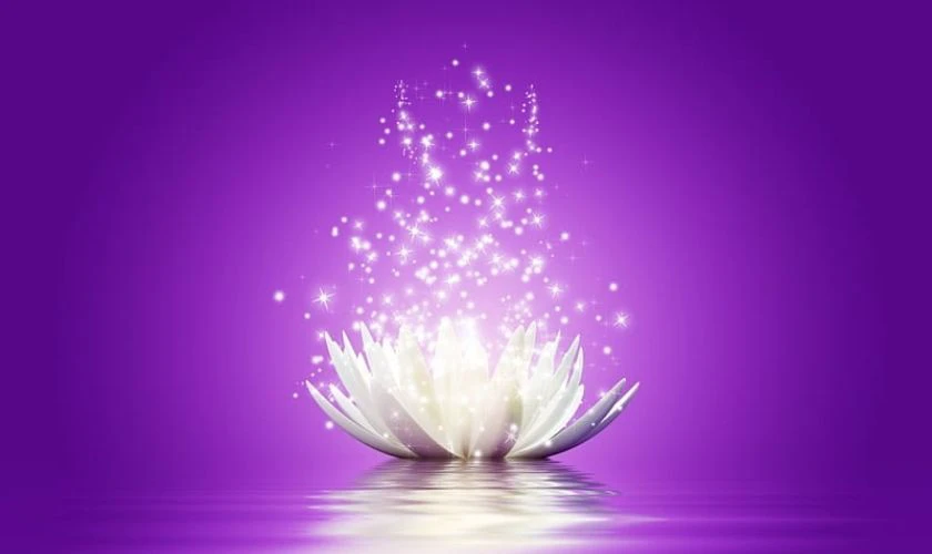 Hình nền buồn hoa sen tải cho máy tính