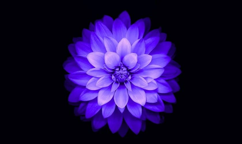 Ảnh nền buồn hoa sen sắc tím