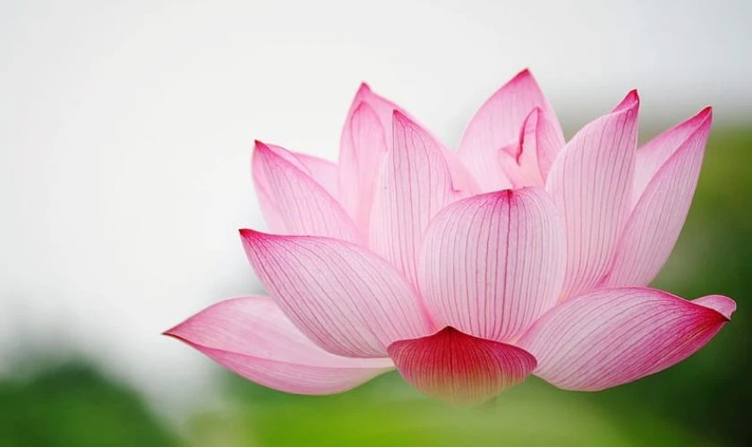 Ảnh nền buồn hoa sen hồng