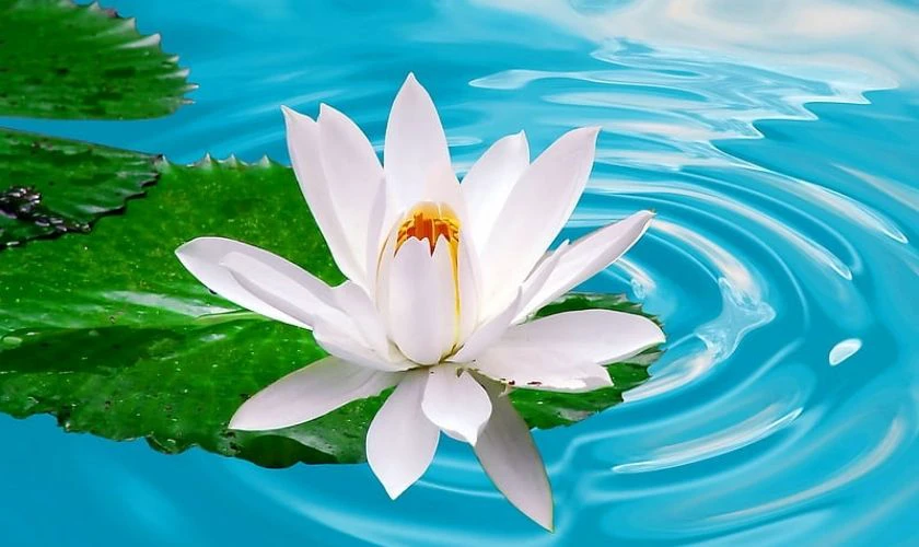 Ảnh nền buồn hoa sen trắng