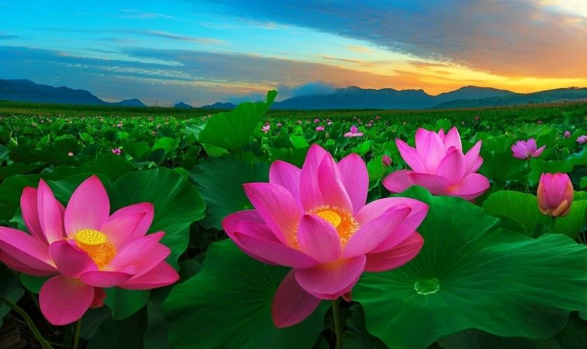 Ảnh nền buồn cánh đồng hoa sen