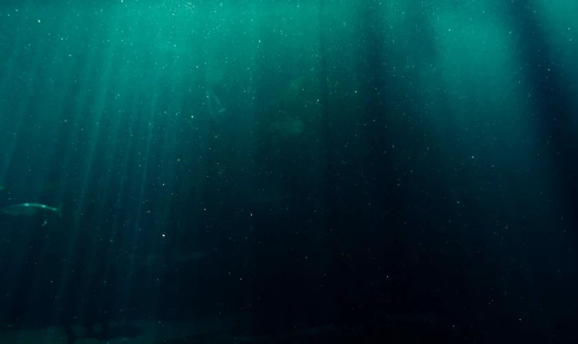 Hình nền buồn cảnh sâu dưới lòng biển