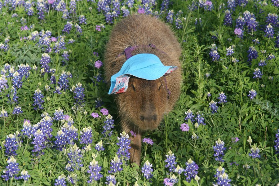 Hình nền capypara đội mũ giữa vườn hoa thơ mộng cho máy tính