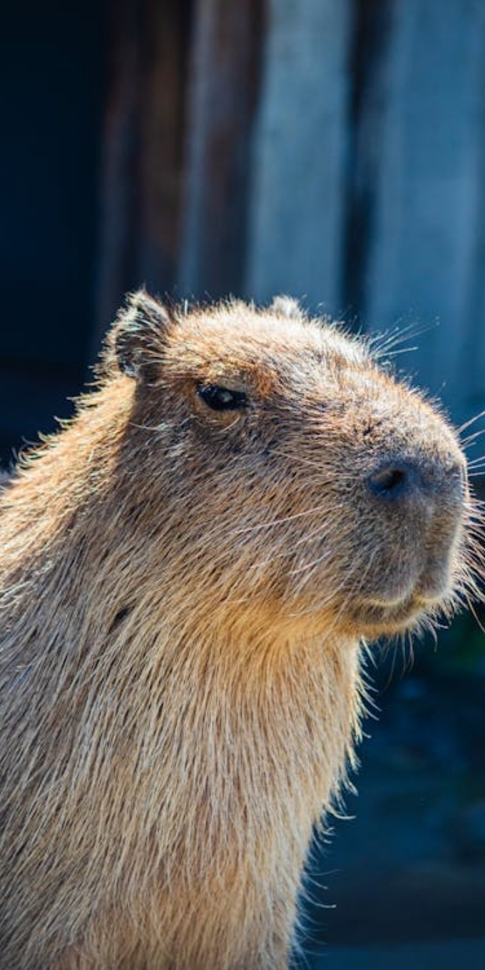 Hình nền Capybara vô tri, dễ thương