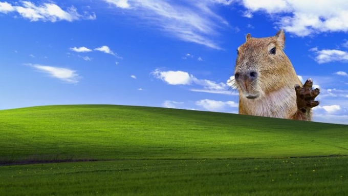 Hình nền Capybara cho PC, laptop