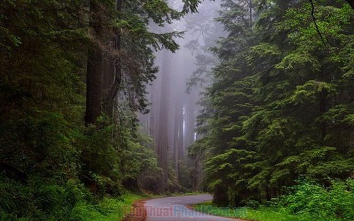 Hình ảnh cây xanh tuyệt đẹp